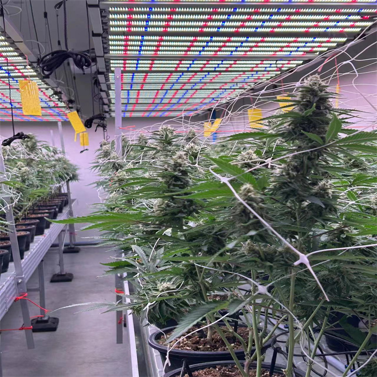 出口北美麻藥植物生長(zhǎng)燈 大棚蔬菜種植補(bǔ)光燈 1000W調(diào)光植物燈
