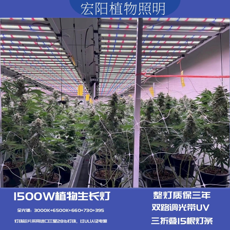 大功率1500W植物燈適用于泰國大棚麻藥種植補光燈 全光譜植物生長燈